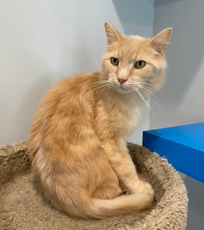 Lenny - Domestic Longhair available for adoption