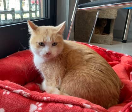 Nunu - Domestic Shorthair cat available for adoption at North Bay & District Humane Society in North Bay