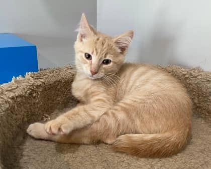 Kevin - Domestic Shorthair cat available for adoption at North Bay & District Humane Society in North Bay