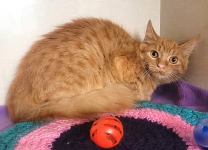 Mae - Domestic Medium Hair cat available for adoption in Calgary