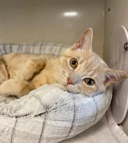Joey - Domestic Shorthair cat available for adoption at North Bay & District Humane Society in North Bay