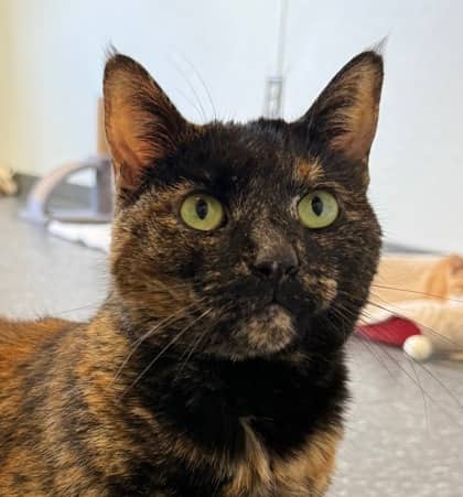 Thumbelina - Domestic Shorthair available for adoption