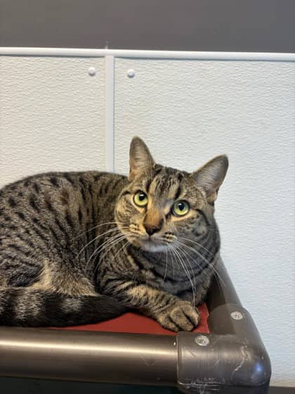 Pandora - Domestic Medium Hair cat available for adoption at North Bay & District Humane Society in North Bay