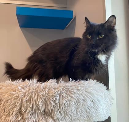 Buelah - Domestic Longhair cat available for adoption at North Bay & District Humane Society in North Bay