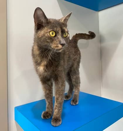 Tuna - Domestic Shorthair cat available for adoption at North Bay & District Humane Society in North Bay