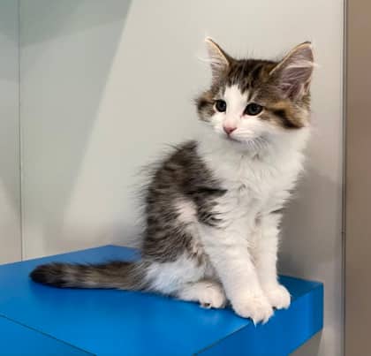 Danielle - Domestic Medium Hair cat available for adoption at North Bay & District Humane Society in North Bay