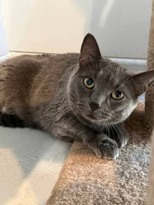 June - Domestic Shorthair cat available for adoption in Calgary