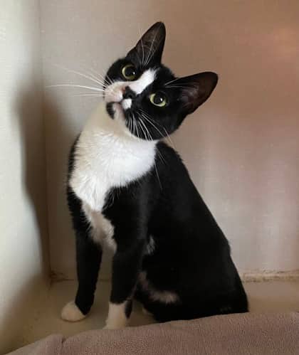 Scully - Domestic Shorthair available for adoption