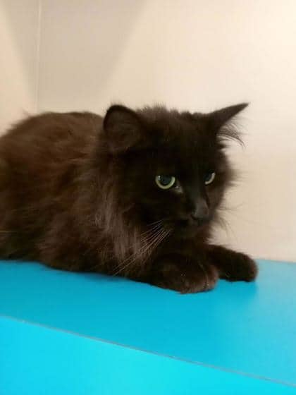 Shadow - Domestic Longhair cat available for adoption at North Bay & District Humane Society in North Bay