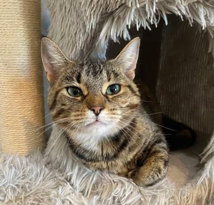 Acorn - Domestic Shorthair cat available for adoption at North Bay & District Humane Society in North Bay