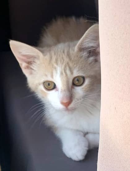 Bond - Domestic Shorthair cat available for adoption at North Bay & District Humane Society in North Bay