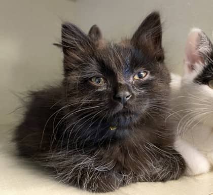 Luke - Domestic Medium Hair cat available for adoption at North Bay & District Humane Society in North Bay