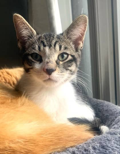Mario - Domestic Shorthair cat available for adoption at North Bay & District Humane Society in North Bay