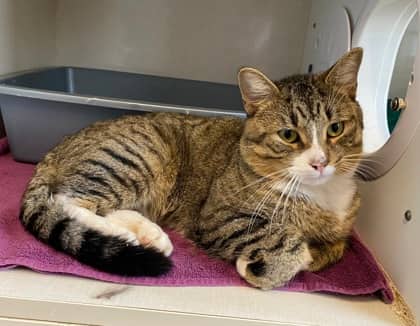 Jellyfish - Domestic Shorthair cat available for adoption at North Bay & District Humane Society in North Bay
