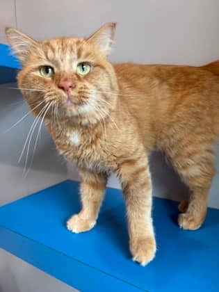 Turtle - Domestic Medium Hair available for adoption