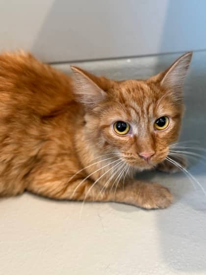 Gwynn - Domestic Medium Hair available for adoption