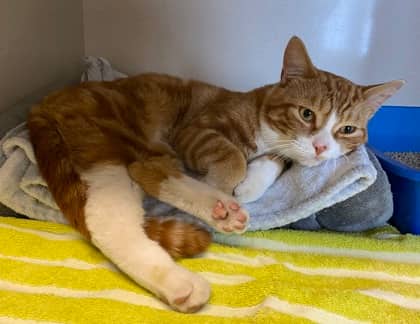 Guppy - Domestic Shorthair cat available for adoption at North Bay & District Humane Society in North Bay
