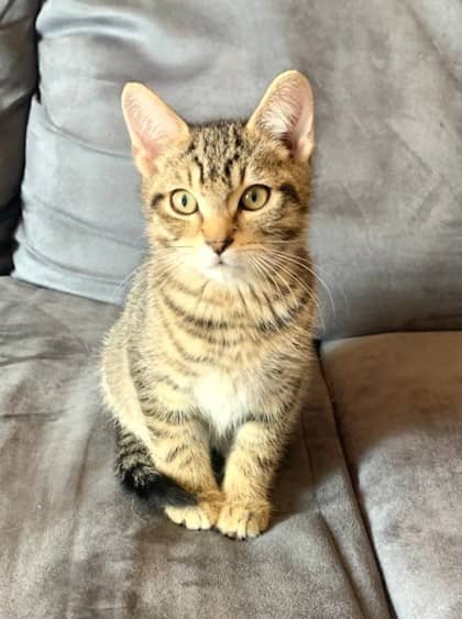 Bowser - Domestic Shorthair available for adoption