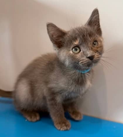 Meringue - Domestic Shorthair available for adoption