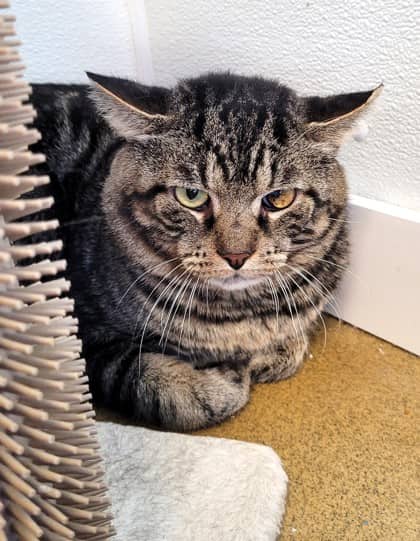 Reaper - Domestic Shorthair cat available for adoption at North Bay & District Humane Society in North Bay