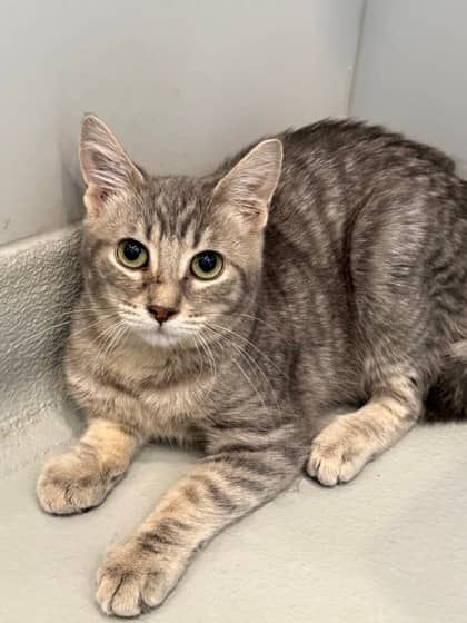Lusamine - Domestic Shorthair cat available for adoption at North Bay & District Humane Society in North Bay