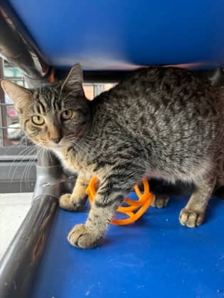 Lance - Domestic Shorthair cat available for adoption in Calgary