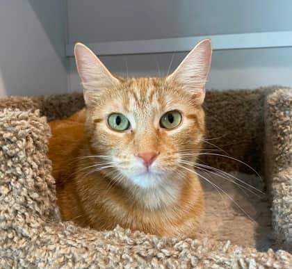 Bea - Domestic Shorthair cat available for adoption at North Bay & District Humane Society in North Bay