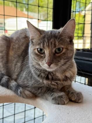 Cynthia - Domestic Shorthair cat available for adoption in Calgary