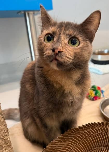 Dawn - Domestic Shorthair cat available for adoption at North Bay & District Humane Society in North Bay