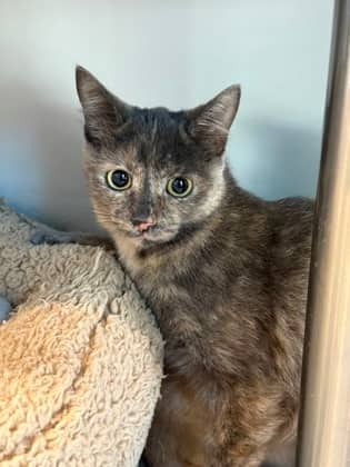 Dawn - Domestic Shorthair cat available for adoption in Calgary