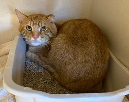 Lefty - Domestic Shorthair cat available for adoption at North Bay & District Humane Society in North Bay