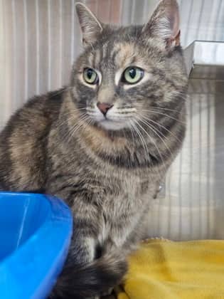 Melody - Domestic Shorthair/Mix cat available for adoption in Calgary