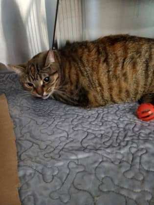 Snicker - Domestic Shorthair/Mix cat available for adoption in Calgary