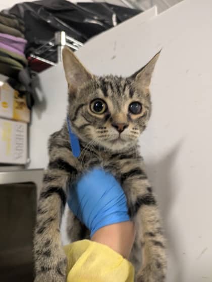 Xara - Domestic Shorthair/Mix available for adoption
