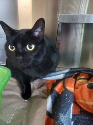 Mochi - Domestic Shorthair/Mix cat available for adoption in Calgary