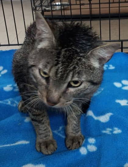 Jenga - Domestic Shorthair/Mix cat available for adoption in Calgary