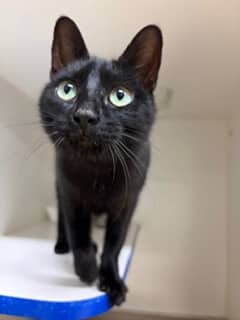 Fable - Domestic Shorthair/Mix available for adoption