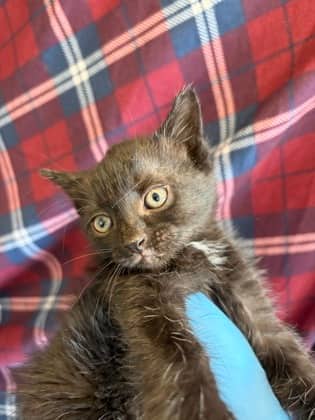 Kylee - Domestic Shorthair/Mix available for adoption