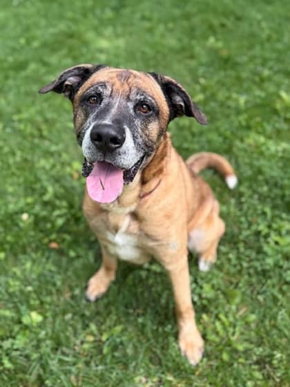 Lucky - German Shepherd/Boxer available for adoption in Ontario