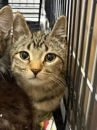 Pebbles - Domestic Shorthair/Mix cat available for adoption at Northumberland Humane Society in Cobourg