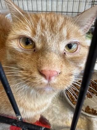 Bosche - Domestic Shorthair/Mix available for adoption