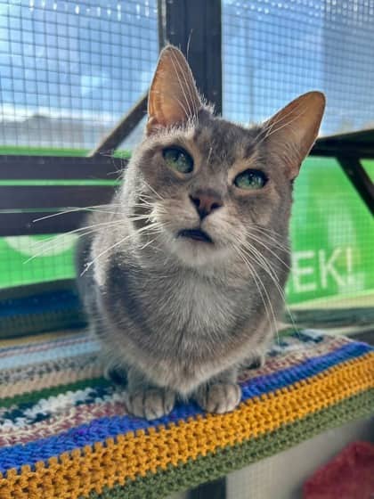 Clawdia - Domestic Medium Hair/Mix available for adoption