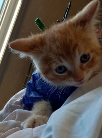 Braxton - Domestic Shorthair/Mix cat available for adoption at Northumberland Humane Society in Cobourg