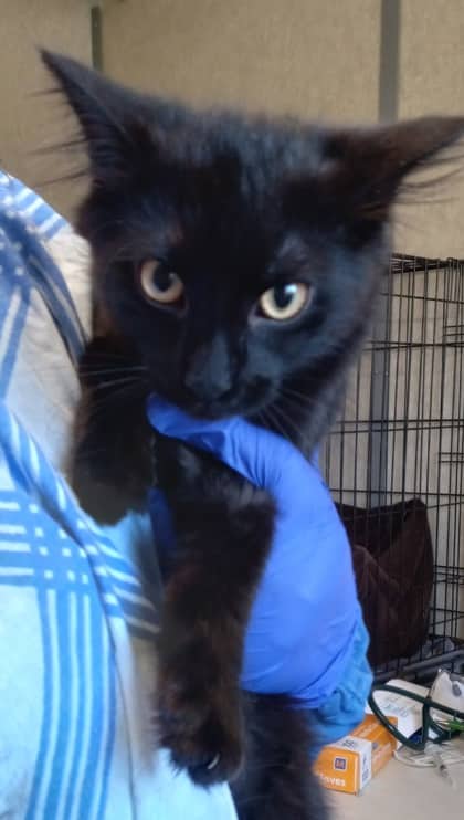 Cherine - Domestic Medium Hair/Mix cat available for adoption at Northumberland Humane Society in Cobourg