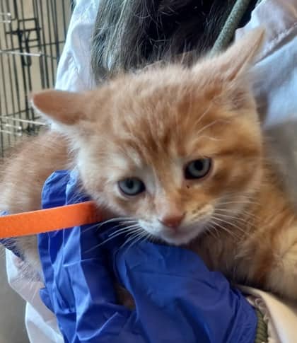 Bowie - Domestic Shorthair/Mix available for adoption