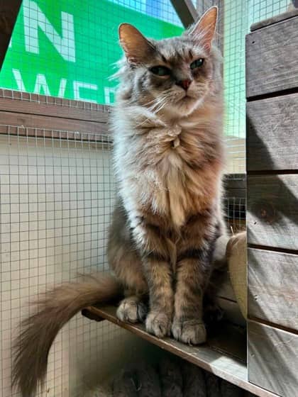 Junipurr - Domestic Medium Hair/Mix available for adoption