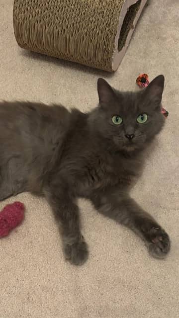 Catalina - Domestic Medium Hair/Mix cat available for adoption at Northumberland Humane Society in Cobourg
