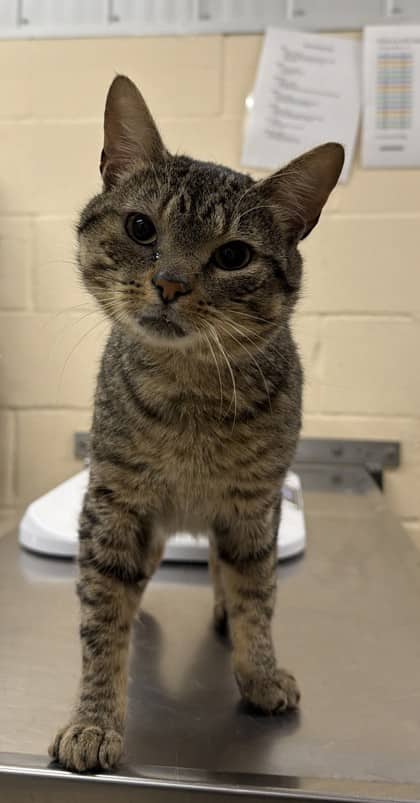 Jenga - Domestic Shorthair/Mix available for adoption