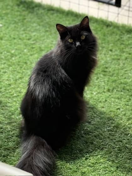 Nolen - Domestic Medium Hair/Mix cat available for adoption at Northumberland Humane Society in Cobourg