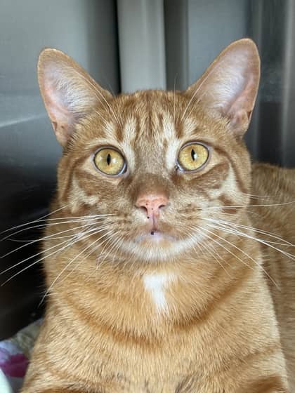 Ollie - Domestic Shorthair/Mix cat available for adoption at Northumberland Humane Society in Cobourg
